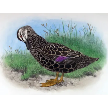 Black Duck by H. Goodchild – Birds of Australia