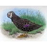 Black Duck (*Anas superciliosa*) – Original lithograph by H. Goodchild, Mathews (1910–27)