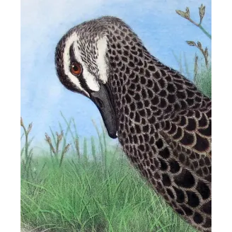 Black Duck by H. Goodchild – Birds of Australia