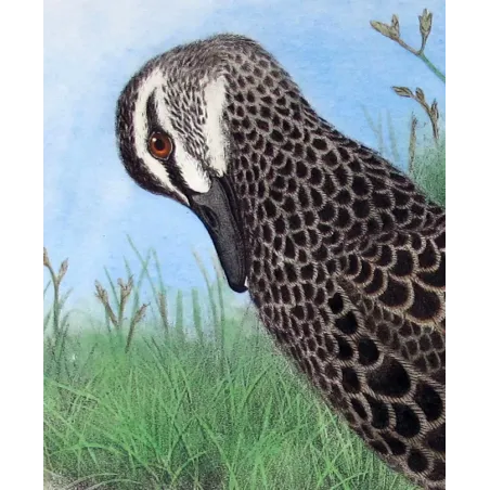 Black Duck by H. Goodchild – Birds of Australia