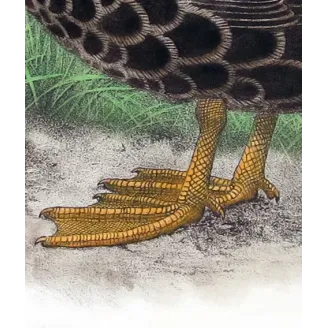 Black Duck by H. Goodchild – Birds of Australia