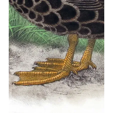 Black Duck by H. Goodchild – Birds of Australia