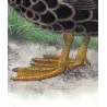 Black Duck (*Anas superciliosa*) – Original lithograph by H. Goodchild, Mathews (1910–27)