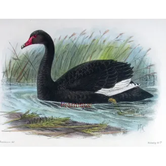 Black Swan by J.G. Keulemans – Birds of Australia