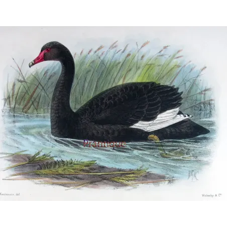 Black Swan by J.G. Keulemans – Birds of Australia