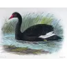 Black Swan (*Chenopis atrata*) – Original lithograph by J.G. Keulemans, Mathews (1910–27)