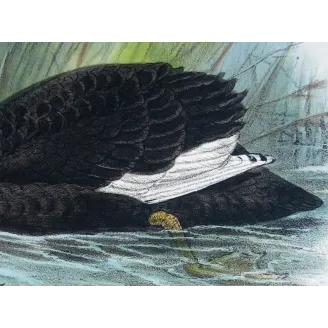 Black Swan by J.G. Keulemans – Birds of Australia