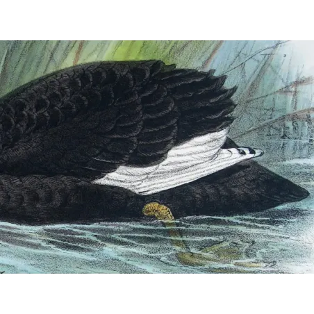 Black Swan by J.G. Keulemans – Birds of Australia