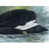 Black Swan (*Chenopis atrata*) – Original lithograph by J.G. Keulemans, Mathews (1910–27)