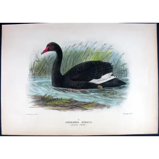 Black Swan by J.G. Keulemans – Birds of Australia