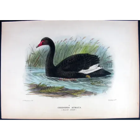 Black Swan by J.G. Keulemans – Birds of Australia