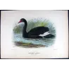 Black Swan (*Chenopis atrata*) – Original lithograph by J.G. Keulemans, Mathews (1910–27)