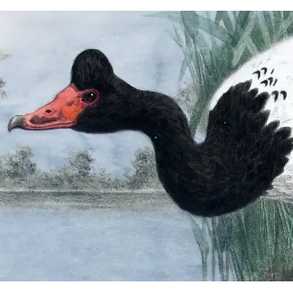 Pied Goose by H. Goodchild – Birds of Australia