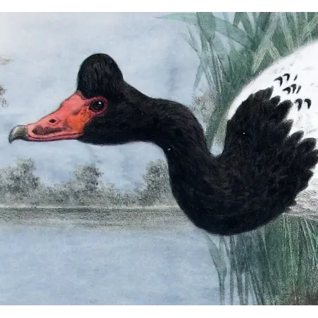 Pied Goose by H. Goodchild – Birds of Australia