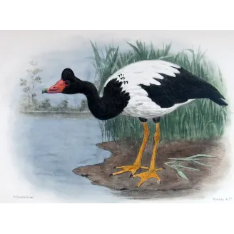 Pied Goose by H. Goodchild – Birds of Australia