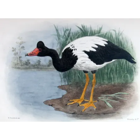 Pied Goose by H. Goodchild – Birds of Australia