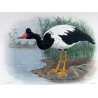 Pied Goose (*Anseranas semipalmata*) – Original lithograph by H. Goodchild, Mathews (1910–27)