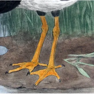 Pied Goose by H. Goodchild – Birds of Australia