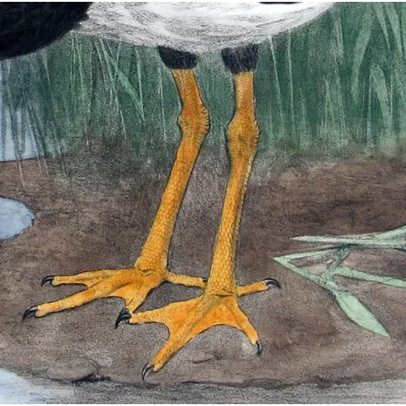 Pied Goose by H. Goodchild – Birds of Australia