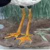 Pied Goose (*Anseranas semipalmata*) – Original lithograph by H. Goodchild, Mathews (1910–27)