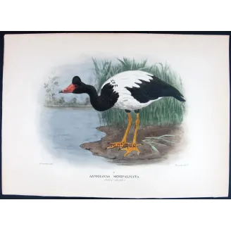 Pied Goose by H. Goodchild – Birds of Australia