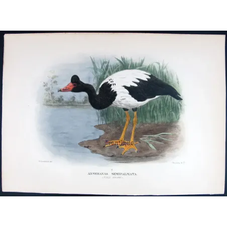 Pied Goose by H. Goodchild – Birds of Australia