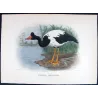 Pied Goose (*Anseranas semipalmata*) – Original lithograph by H. Goodchild, Mathews (1910–27)