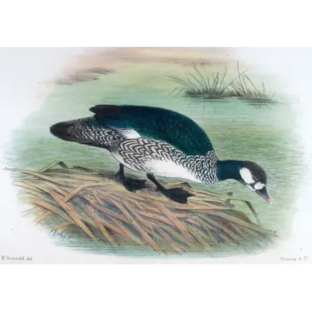 Green Goose Teal by Henrik Grønvold – Birds of Australia