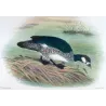Green Goose Teal (*Nettapus pulchellus*) – Original lithograph by Henrik Grønvold, Mathews (1910–27)