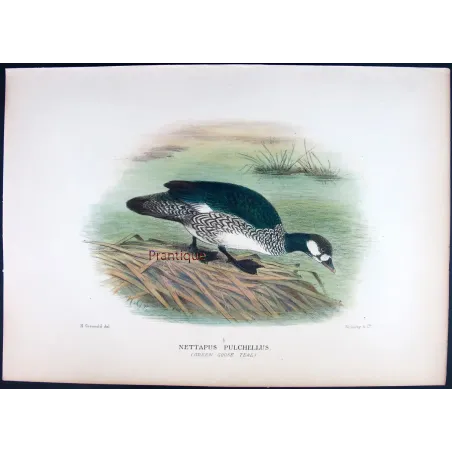 Green Goose Teal by Henrik Grønvold – Birds of Australia