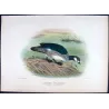 Green Goose Teal (*Nettapus pulchellus*) – Original lithograph by Henrik Grønvold, Mathews (1910–27)