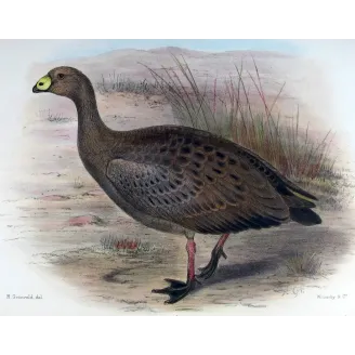 Cape Barren Goose by Henrik Grønvold – Birds of Australia