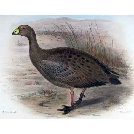 Cape Barren Goose by Henrik Grønvold – Birds of Australia
