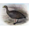 Cape Barren Goose (*Cereopsis novæ hollandiae*) – Original lithograph by Henrik Grønvold, Mathews (1910–27)