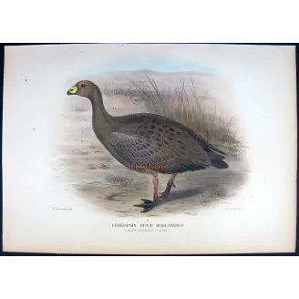 Cape Barren Goose by Henrik Grønvold – Birds of Australia