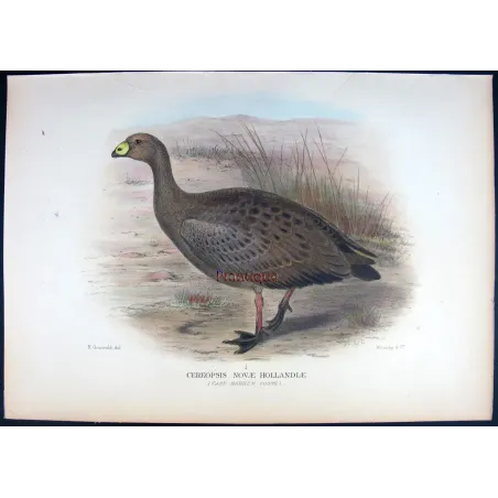 Cape Barren Goose by Henrik Grønvold – Birds of Australia