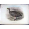 Cape Barren Goose (*Cereopsis novæ hollandiae*) – Original lithograph by Henrik Grønvold, Mathews (1910–27)