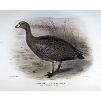 Cape Barren Goose by Henrik Grønvold – Birds of Australia