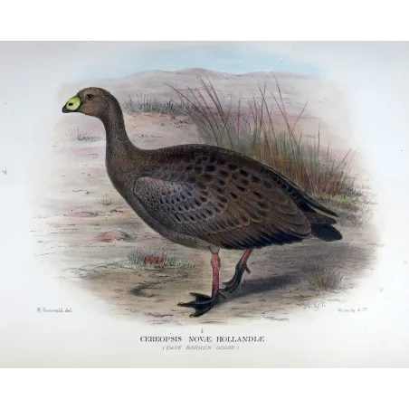 Cape Barren Goose by Henrik Grønvold – Birds of Australia