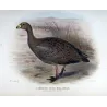 Cape Barren Goose (*Cereopsis novæ hollandiae*) – Original lithograph by Henrik Grønvold, Mathews (1910–27)