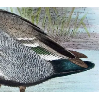 Wood Duck by H. Goodchild – Birds of Australia
