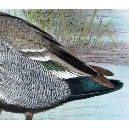 Wood Duck by H. Goodchild – Birds of Australia