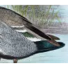 Wood Duck (*Chenonetta jubata*) – Original lithograph by H. Goodchild, Mathews (1910–27)