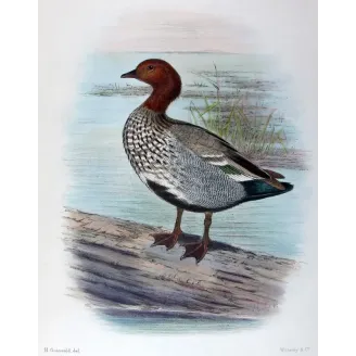 Wood Duck by H. Goodchild – Birds of Australia