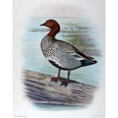 Wood Duck by H. Goodchild – Birds of Australia