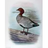 Wood Duck (*Chenonetta jubata*) – Original lithograph by H. Goodchild, Mathews (1910–27)