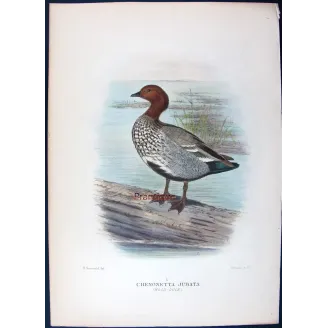 Wood Duck by H. Goodchild – Birds of Australia
