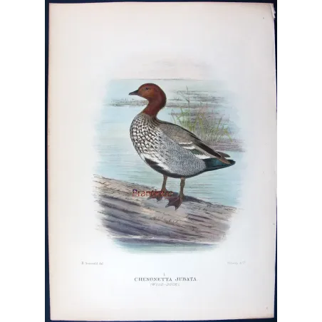 Wood Duck by H. Goodchild – Birds of Australia