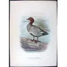 Wood Duck (*Chenonetta jubata*) – Original lithograph by H. Goodchild, Mathews (1910–27)