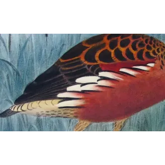 Whistling Duck by H. Goodchild – Birds of Australia